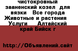 чистокровный зааненский козел  для вязки - Все города Животные и растения » Услуги   . Алтайский край,Бийск г.